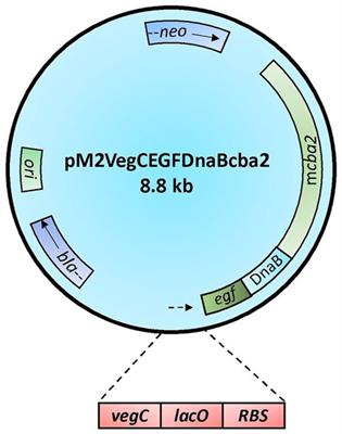 Synergistic hydrolysis of filter paper by recombinant cellulase cocktails leveraging a key cellobiase, Cba2, of Cellulomonas biazotea